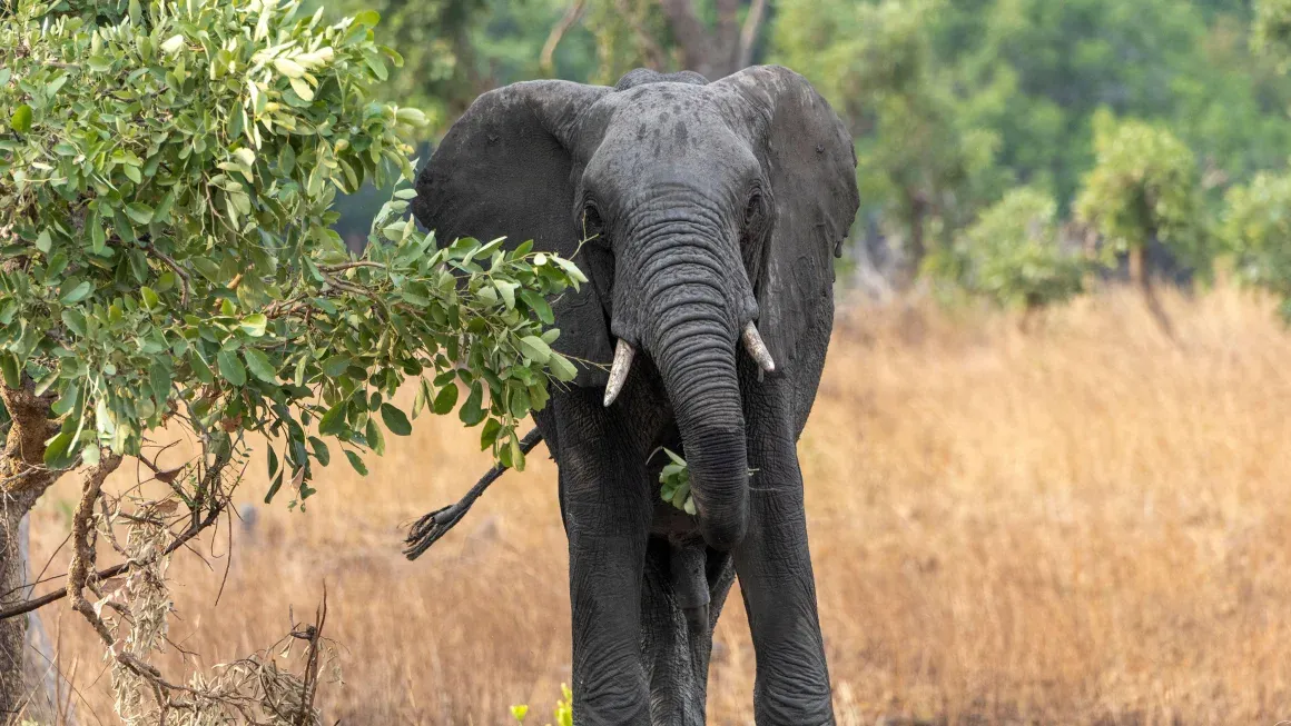 Tragic Elephant Encounter in Zambia Results in American Tourist's Death