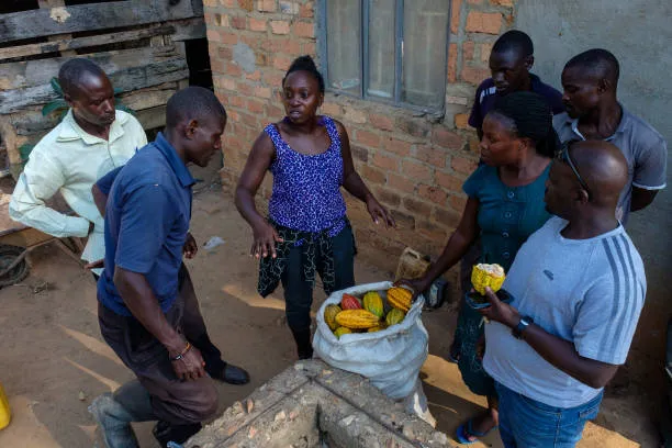 Rising Global Prices Forces Ugandan Farmers to Hire Gunmen to Protect Cocoa