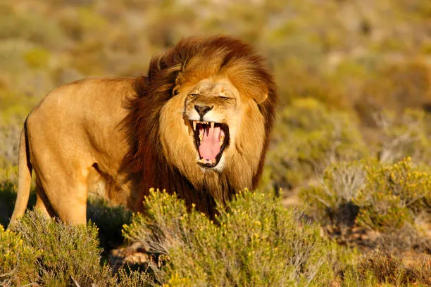 Rescued Lions from Montenegro and Ukraine Find New Home in South Africa