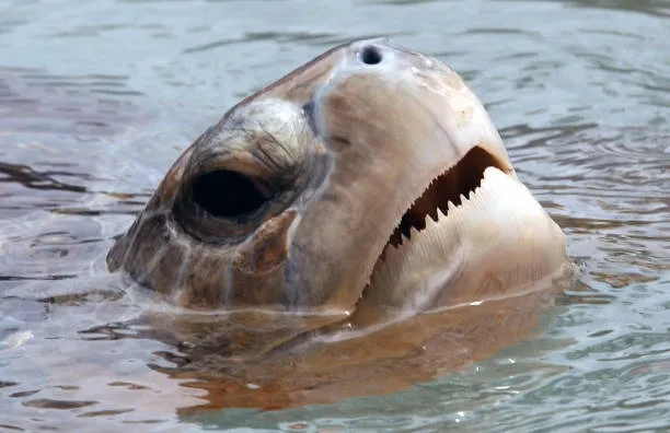South African Aquarium Overwhelmed After Rescuing 500 Baby Sea Turtles Following Storm