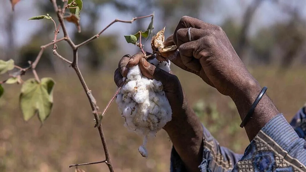 Top 10 Cotton Producers in Africa 2025