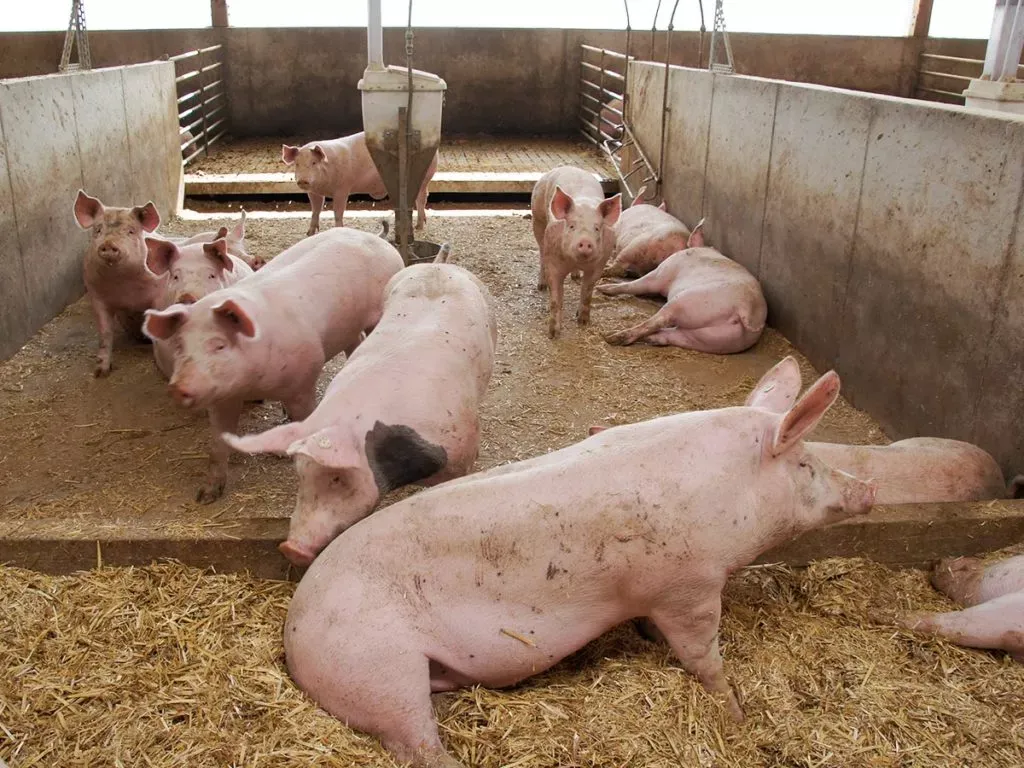 Top 10 Pig Producing Countries in Africa in 2025