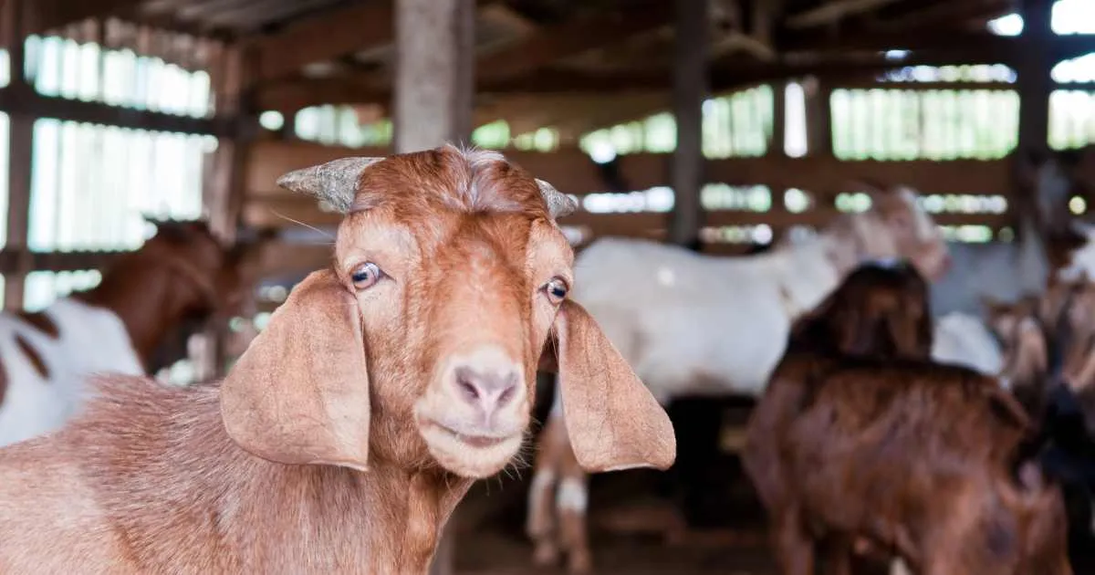 Top 10 Goat Producing Countries in Africa in 2025