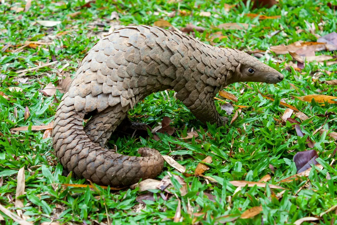 The pangolin's weirdness extends far beyond its armor. Its feeding habits are equally extraordinary. [Photo Credit: File]