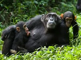 A 2025 Census Confirms 426 Chimpanzees in Uganda’s Bwindi Park