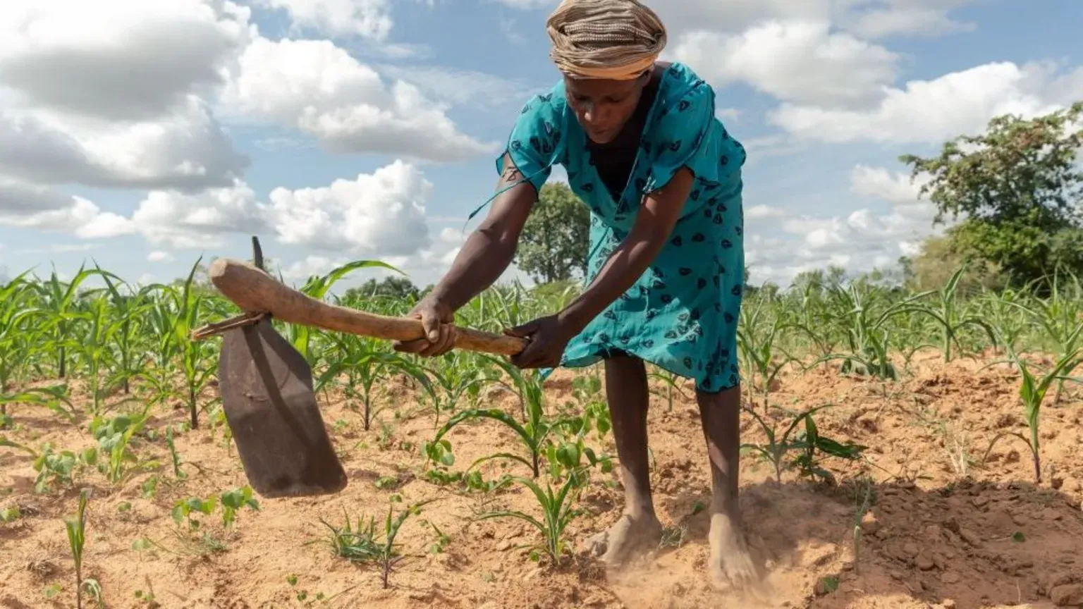 Zimbabwe Declares State of Disaster Over Severe Drought