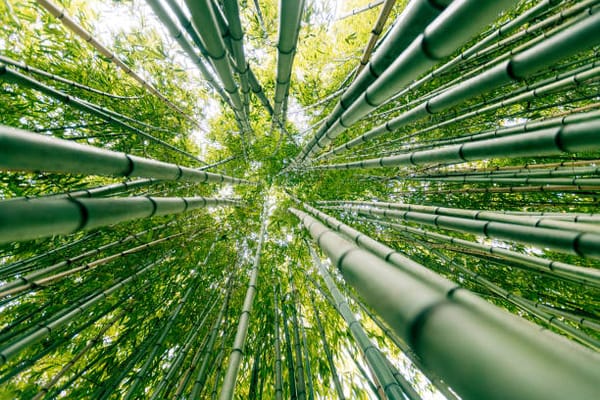 Bamboo Farming Flourishes in Uganda: A Sustainable Shift Towards Green Economy