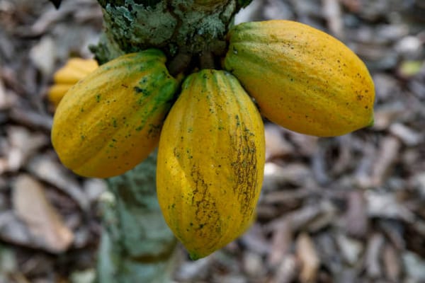 Ivory Coast to Boost Cocoa Farmgate Price Amid Global Market Deficit