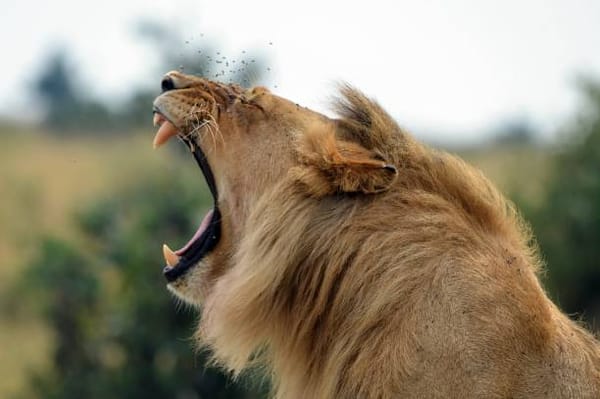 Nairobi on Alert as Lions Spotted Near Lang'ata