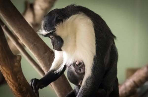 Chester Zoo Welcomes Family of Endangered West African Roloway Monkeys