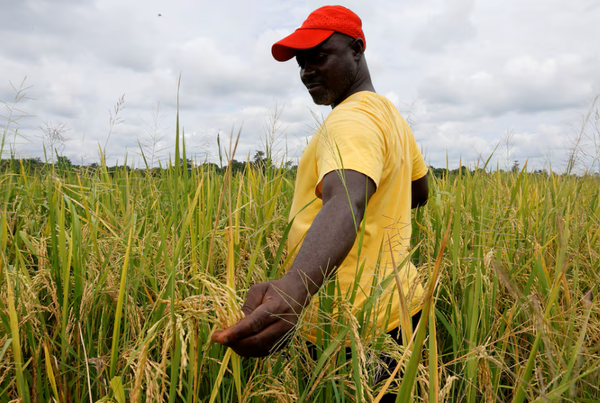 Ivorian Farmers Boost Rice Production with New Drought-Resistant Variety