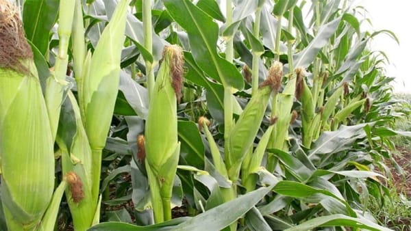 Top 10 Maize Producers in Africa 2025