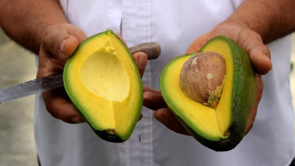 Top 10 Avocado Producing Countries in Africa 2025